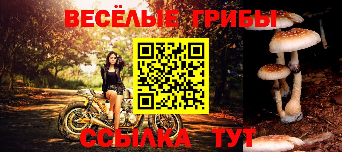 Холмск  купить  цена  Вход с VPN  Псилоцибиновые грибы мицелий 